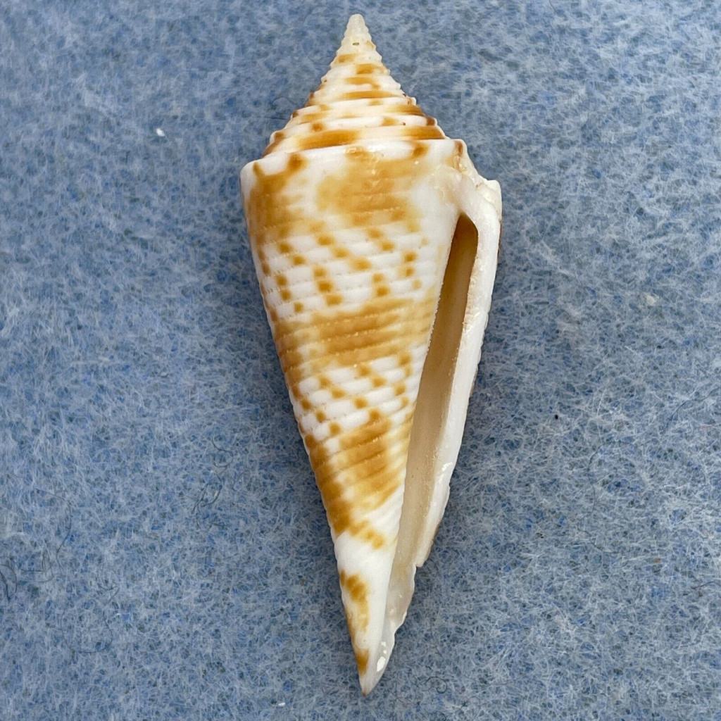 #5 Conus comatosa 36.6mm F (Rough Lip) Philippines