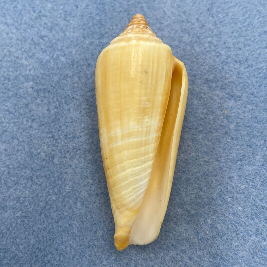 Conus ochroleucus 65.8mm F++ Palawan, Philippines