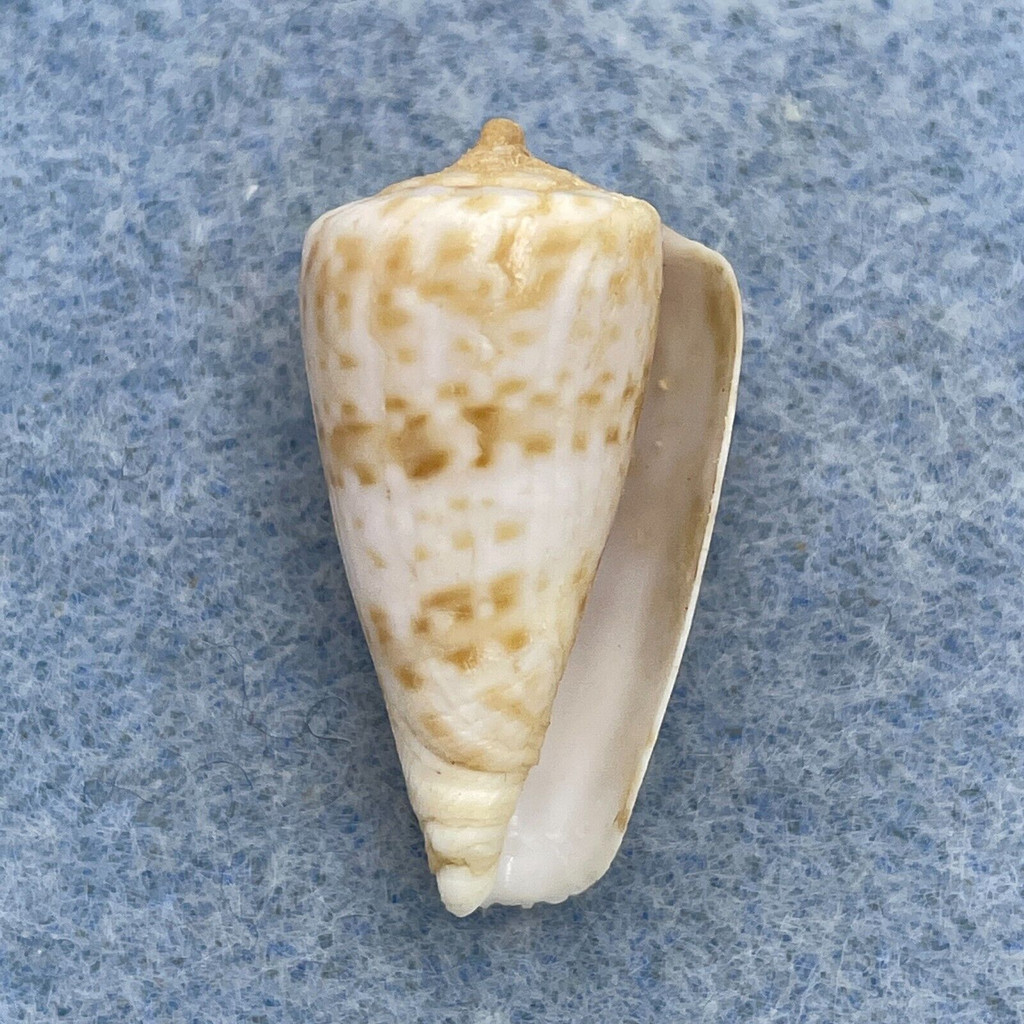 Conus infrenatus 24.2mm F+ Jeffreys Bay, South Africa, Crabbed