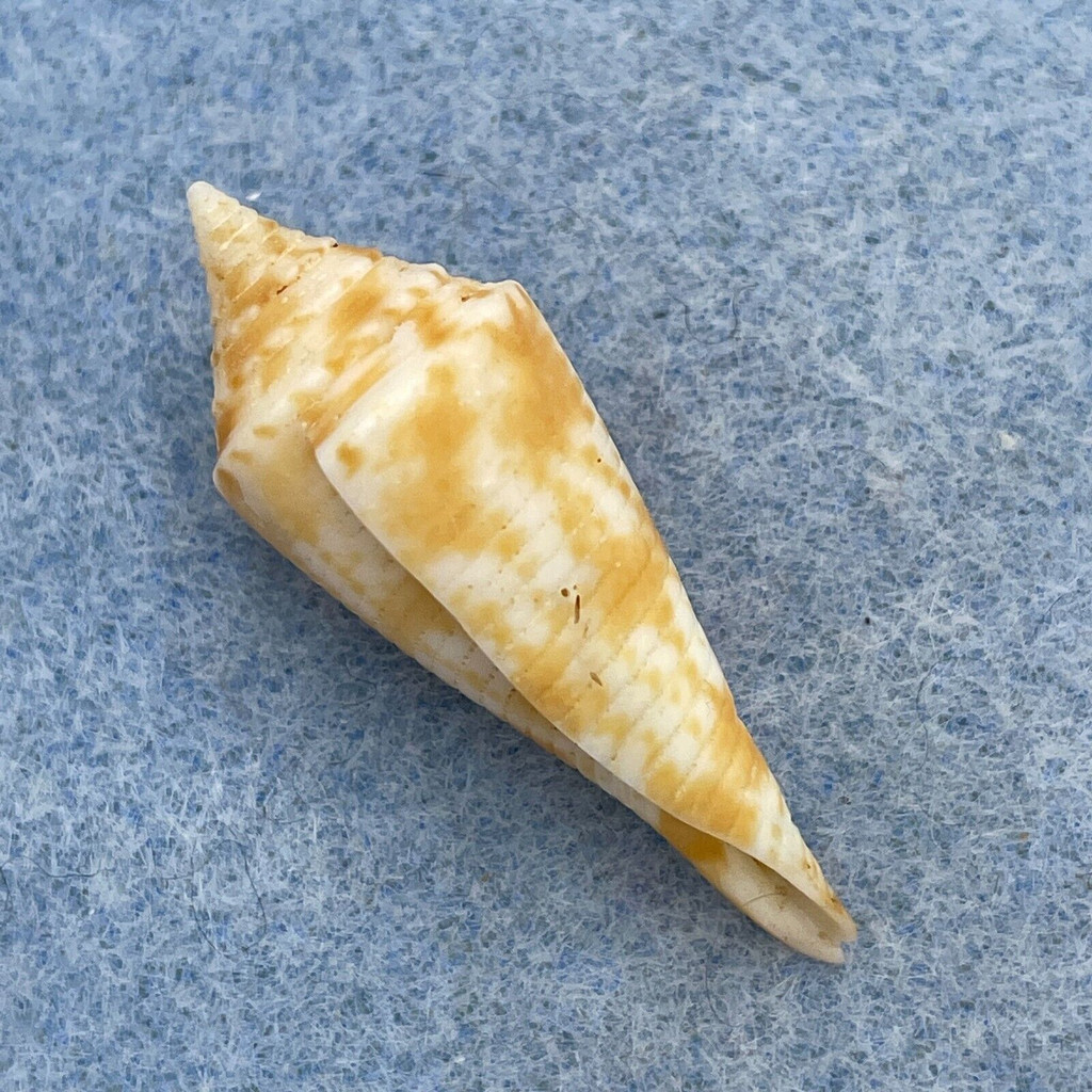 #4 Conus comatosa 36.2mm F Philippines