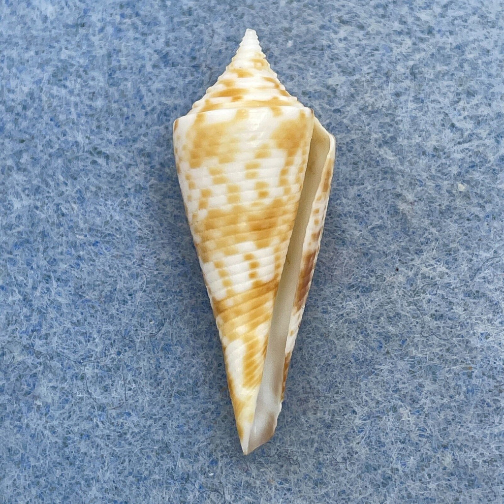 #3 Conus comatosa 33.1mm F+/++ Philippines