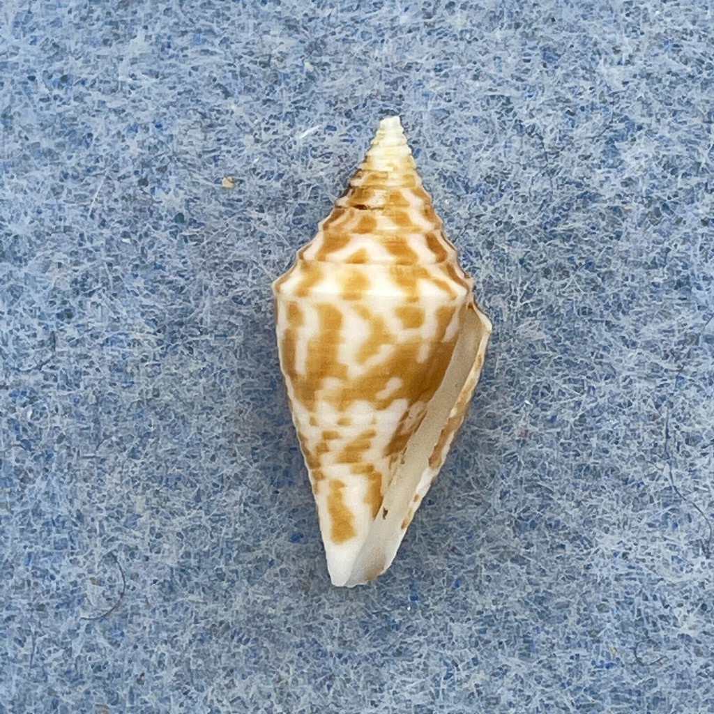 #15 Conus rizali 18.3mm F+ Philippines