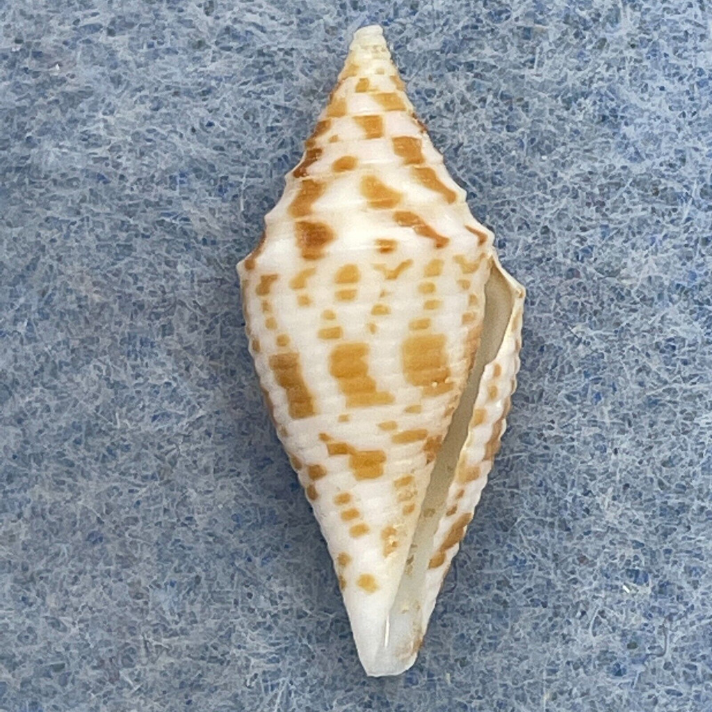 #13 Conus rizali 21.1mm F+ (Lip Chip) Philippines