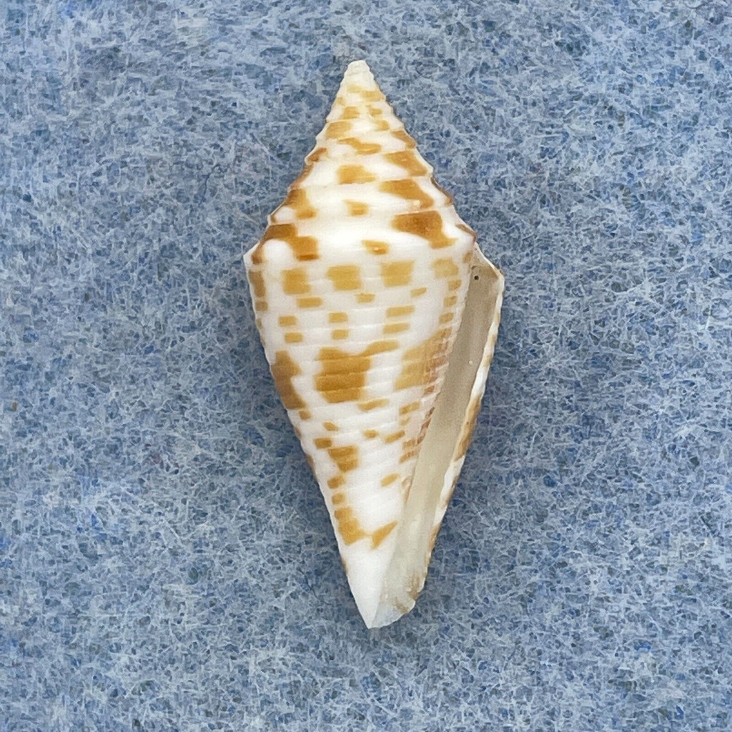 #5 Conus rizali 23.4mm F+ Philippines