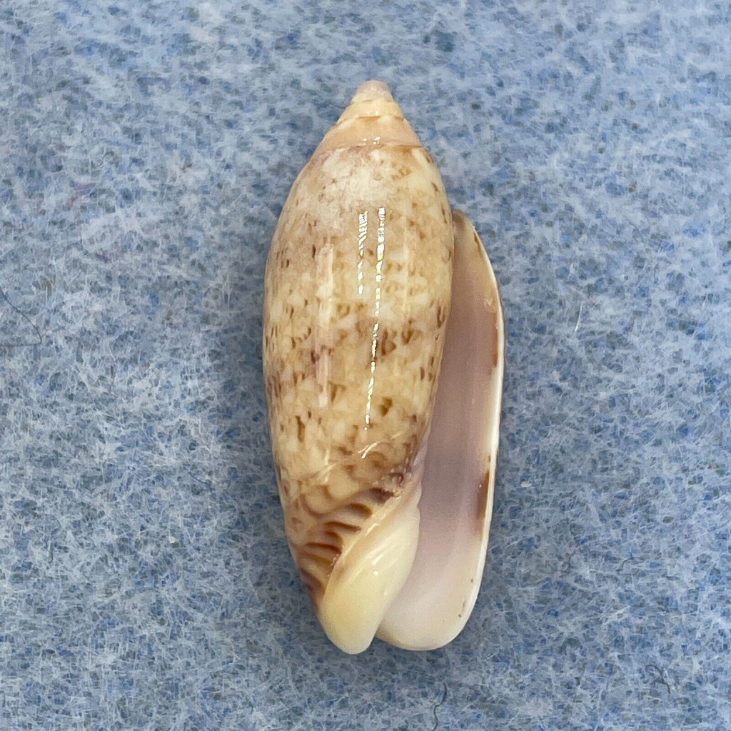 #4 Oliva semmelinki 22.1mm Gem Aliguay Is. Philippines Trawled 50-150m