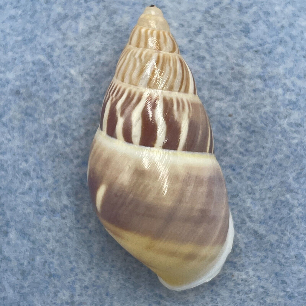 #2 Amphidromus quadrasi dubius 35.2mm F++ Barangay Guimba, Philippines