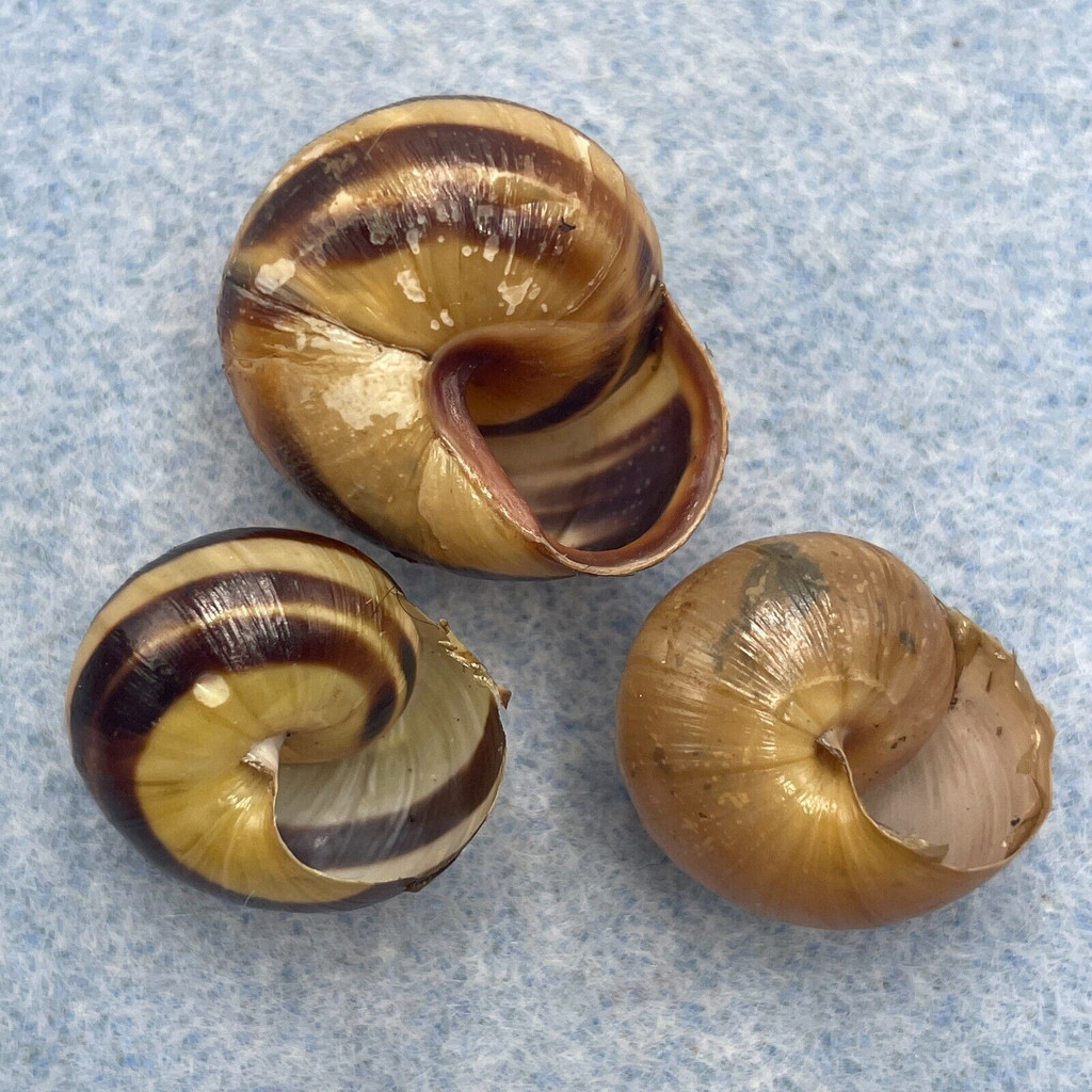 #2 Cepaea nemoralis 17-21mm F/+ Bovenkarspel, Netherlands In Bushes