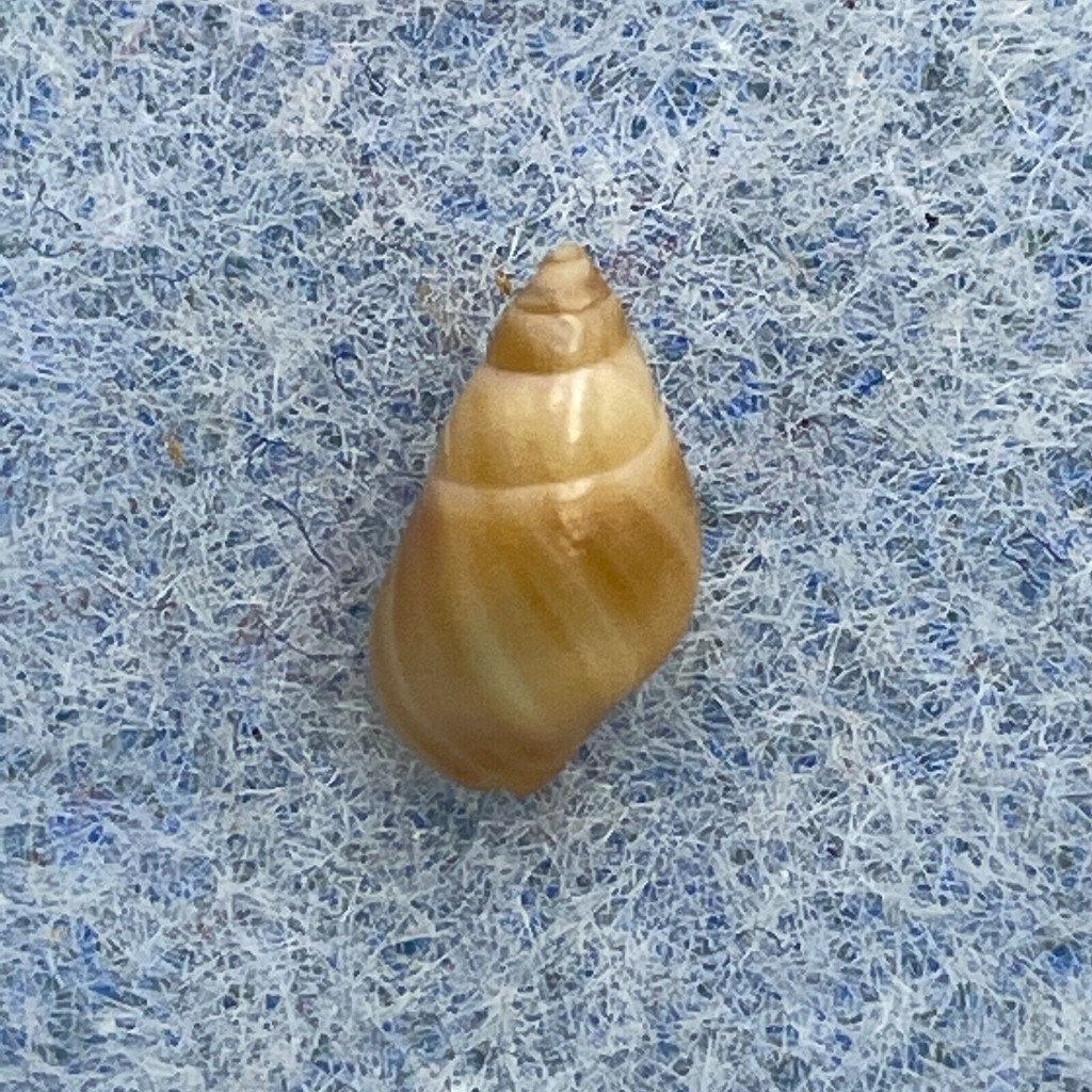 #5 Planaxis akuana 8.4mm F+ (Immature Lip) Easter Island