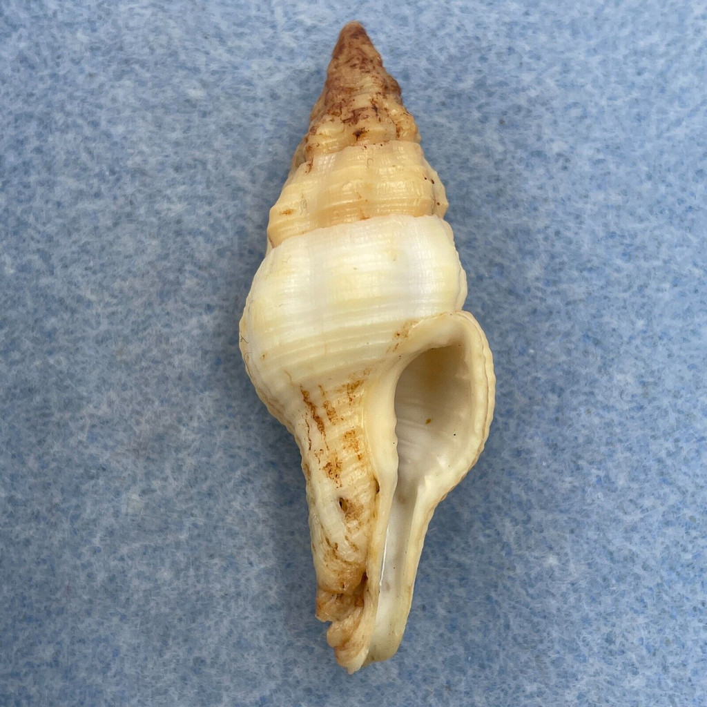 #1 Latirus hemphilli 49.6mm F+ Panama