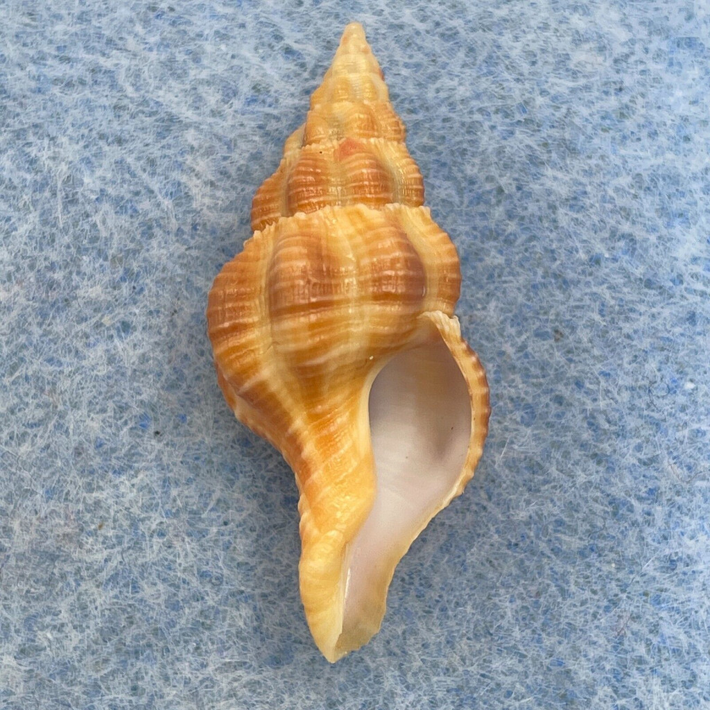 #2 Fusolatirus kandai 29.2mm F++ Minabe, Wakayama Pref. Japan 20-40m On Rocks