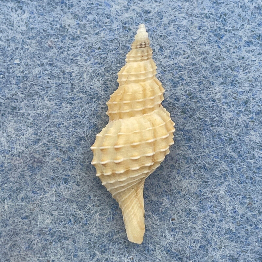 #2 Granulifusus niponicus 24mm F+ Mei, Japan, Trawled 300m