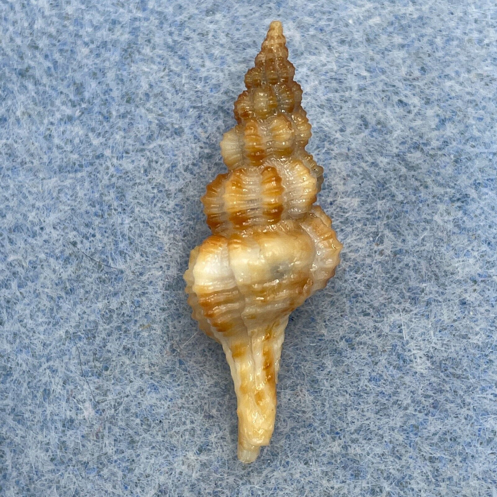 Fusinus pulchellus 32.1mm F+ W/O Malaga, Spain, From Fishermen