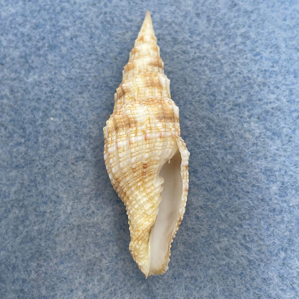 #2 Vexillum gloriae 46mm F+ Nocnocan Is. Philippines 20-25m By Fishermen