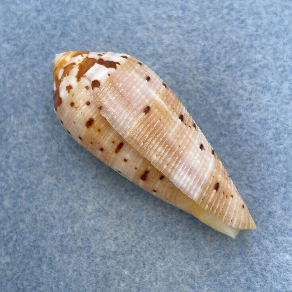 #10 Conus circumcisus 48.6mm F+ Mactan Is. Philippines, Netted 35-40m