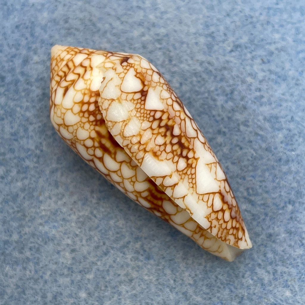 Conus canonicus 41.3mm F+ Zamboanga, Philippines 20-40m From Fishermen