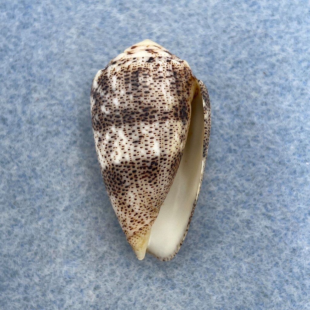 #3 Conus arenatus 32.4mm F+ Mandaue City, Philippines