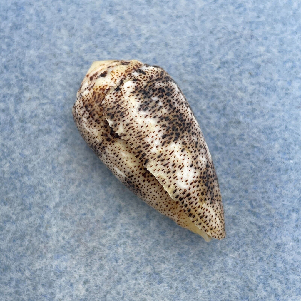 #3 Conus arenatus 32.4mm F+ Mandaue City, Philippines