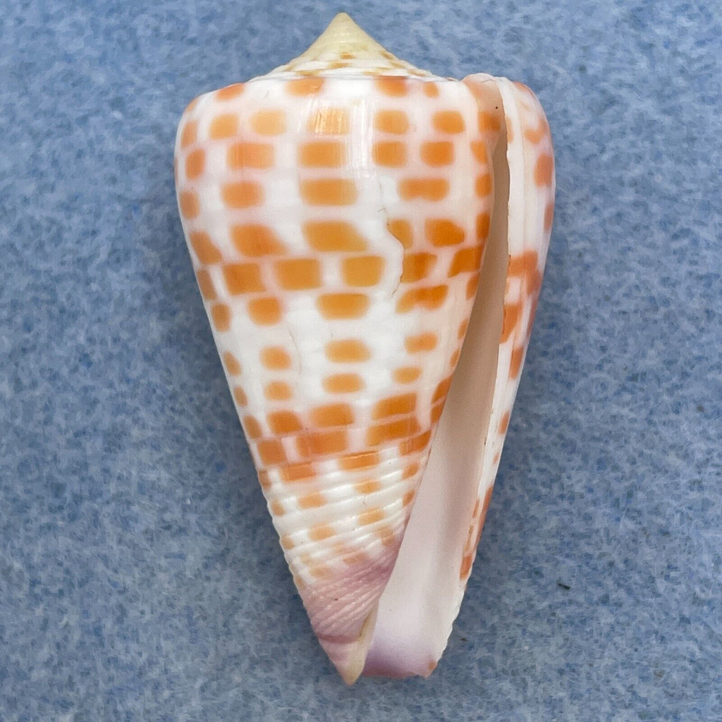 #26 Conus tessulatus 40.6mm F+ Philippines