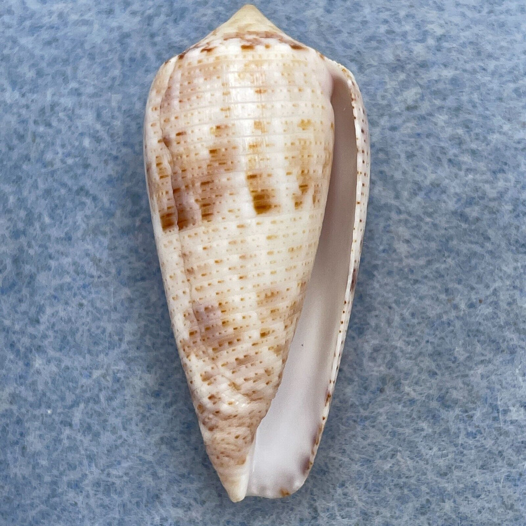 #3 Conus nimbosus 36.6mm F++ Tulear, Madagascar