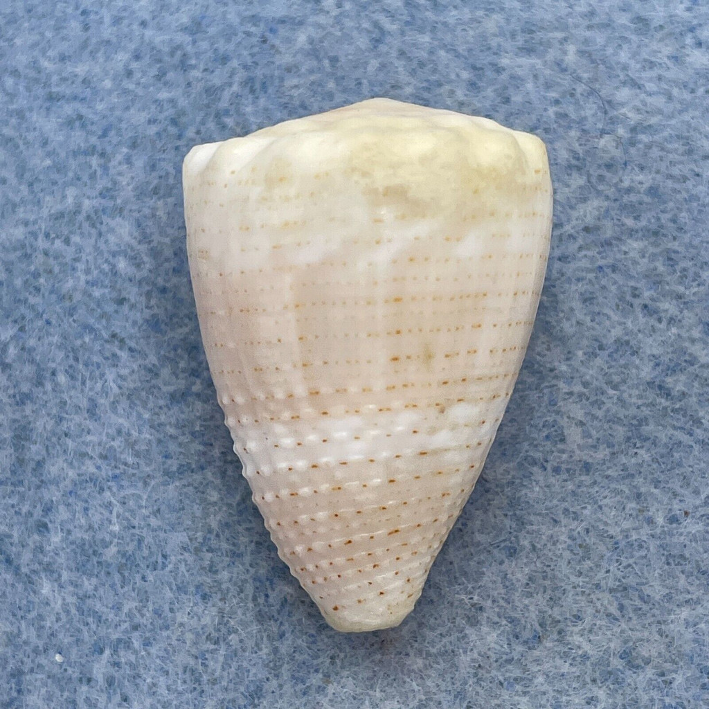 #3 Conus miliaris 27.7mm F+ Michaelmus Cay, Queensland, Australia