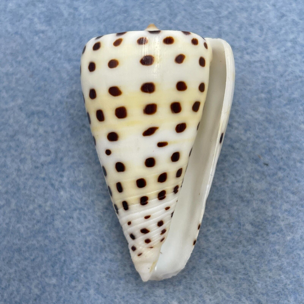 #4 Conus eburneus 46.8mm F+ (Rough Lip) E. Samar, Philippines Netted 1-5m