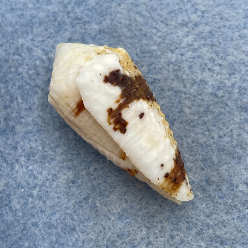 #9 Conus varius 31.9mm F+ Sulu Archipelago, Philippines, Netted 40m