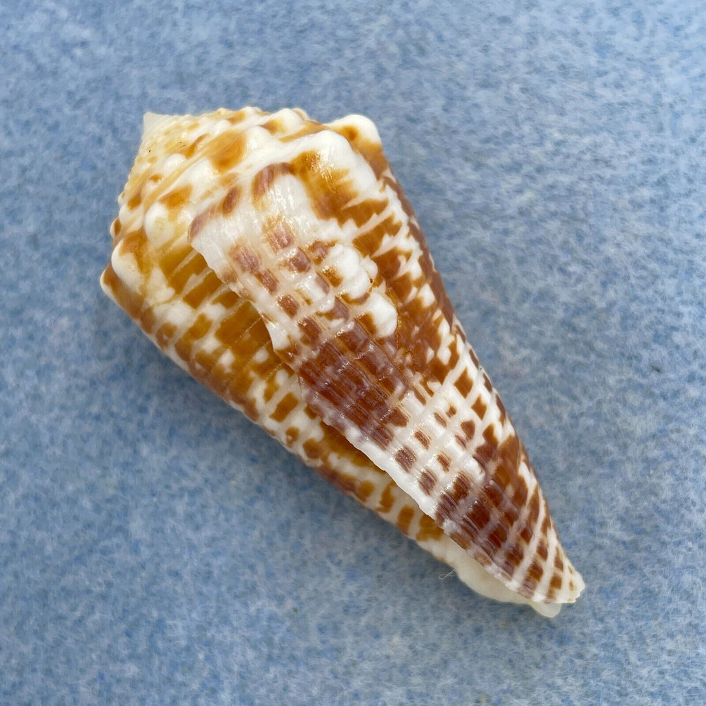 Conus sulcocastaneus 48mm F+ (Rough Lip) Philippines