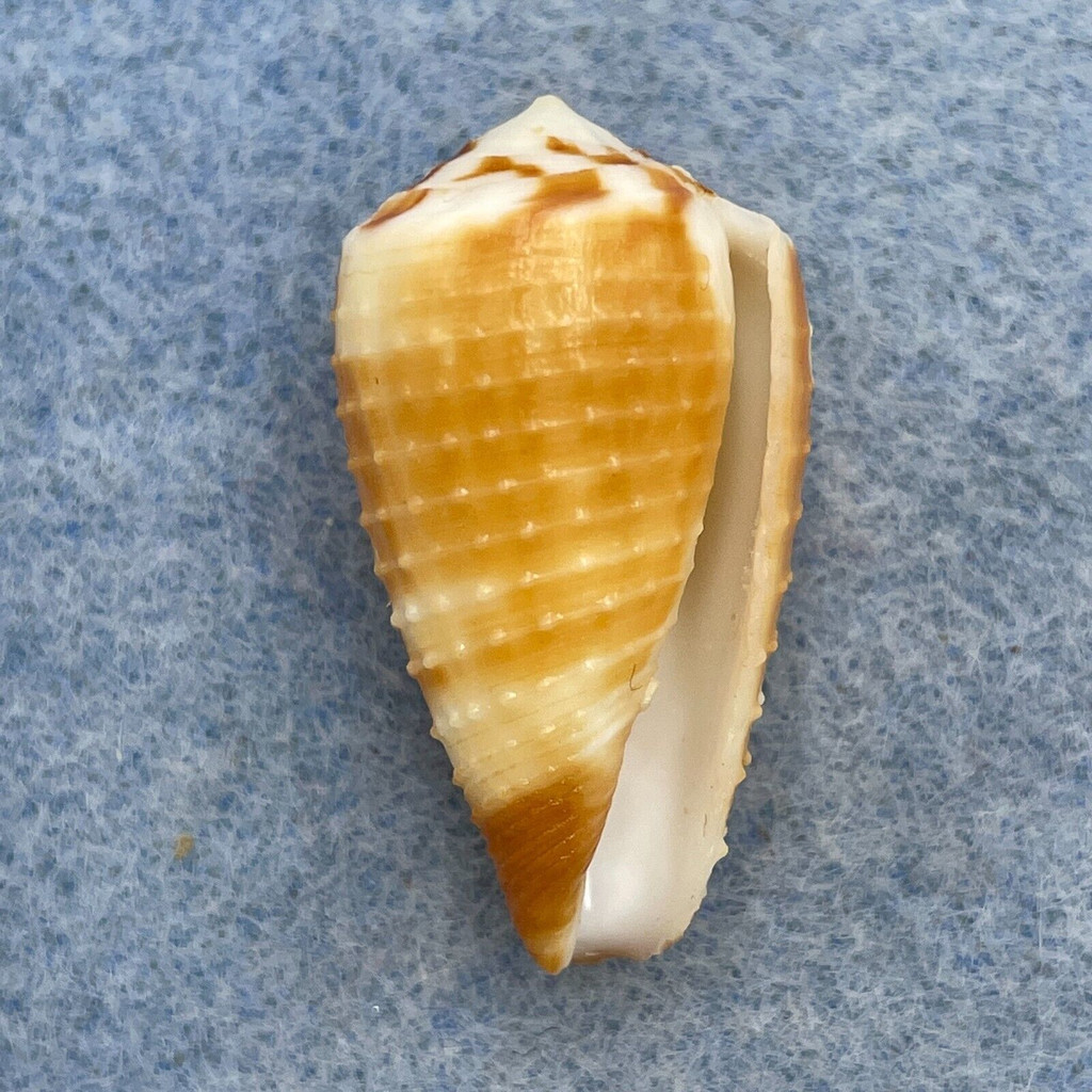 Conus circumactus 27mm F++ Bohol, Philippines