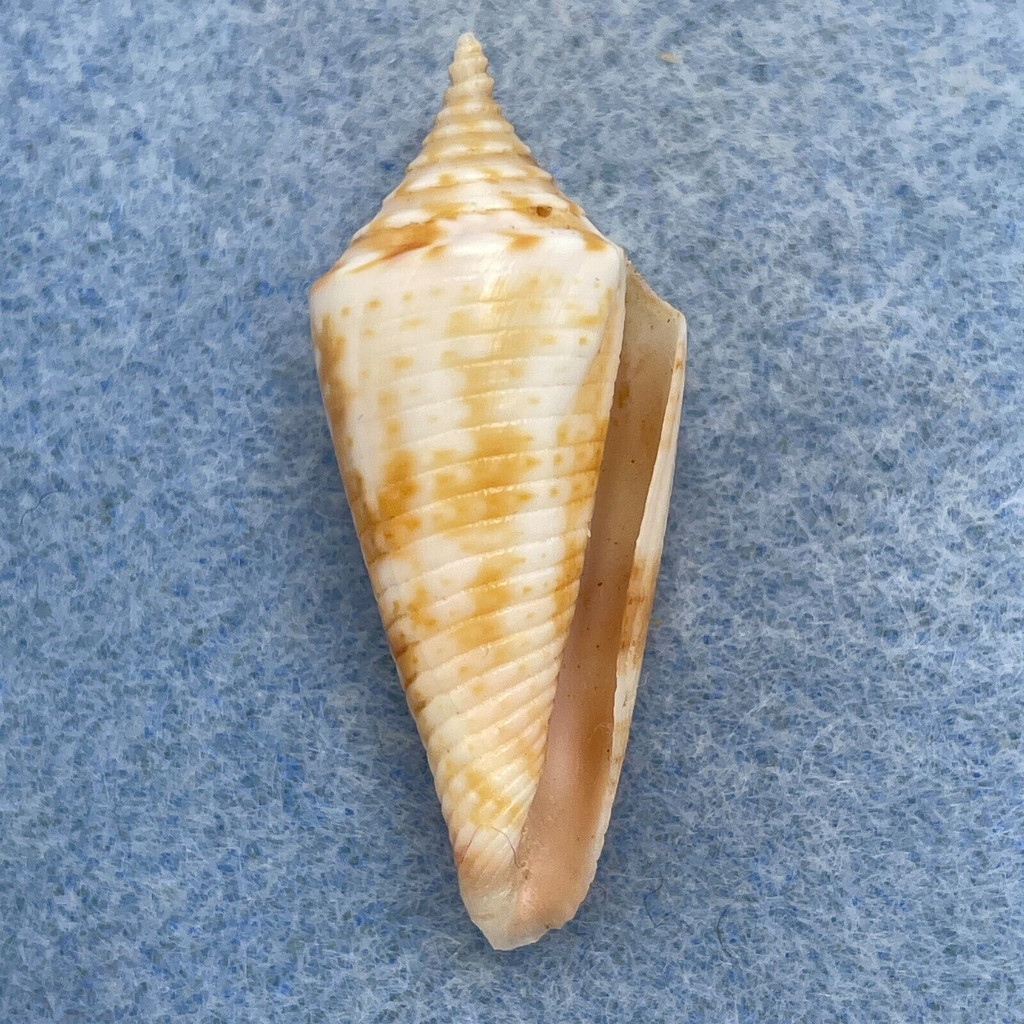 Conus lemniscatus 35.4mm F++ Dredged, Tuticorin, India