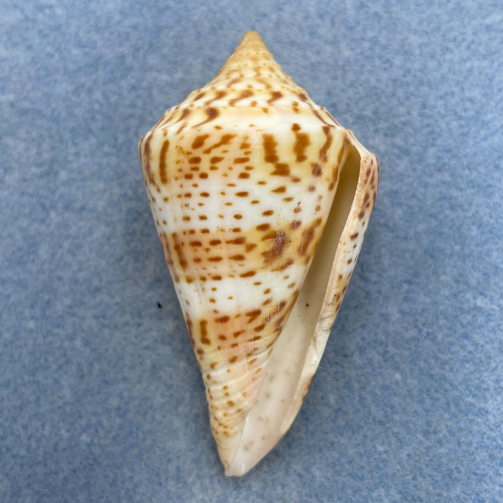 #2 Conus delessertii 59.8mm F (Rough Lip) Florida