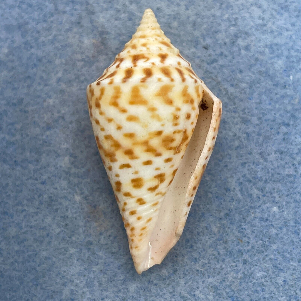 #17 Conus delessertii 39.2mm F (Rough Lip) Florida