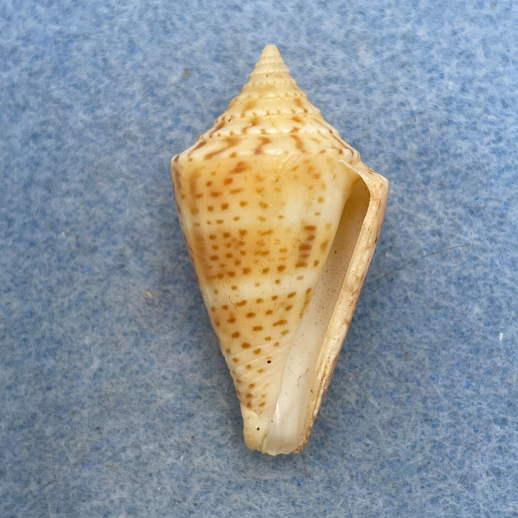 #23 Conus delessertii 36.4mm F (Rough Lip) Florida