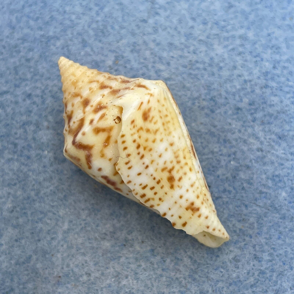 #25 Conus delessertii 38.7mm F (Rough Lip) Florida