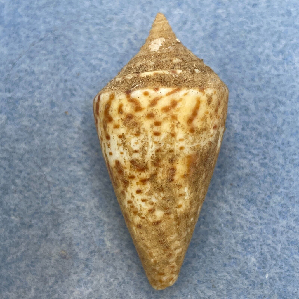 #29 Conus delessertii 42.9mm F Periostracum W/O (Rough Lip) Florida