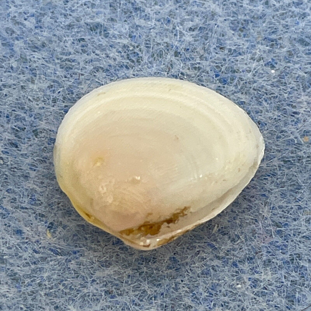 Strigilla rombergii 12.3mm F++ La Paloma, Rocha, Uruguay Tellinidae