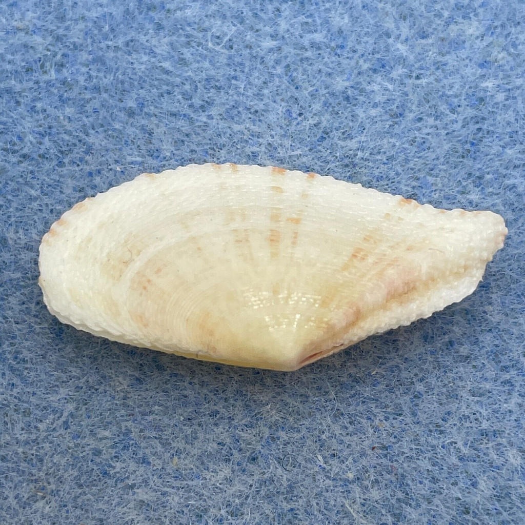 Tellina verrucosa 29.9mm F+ Carnassa Island, Philippines, Dived 15m