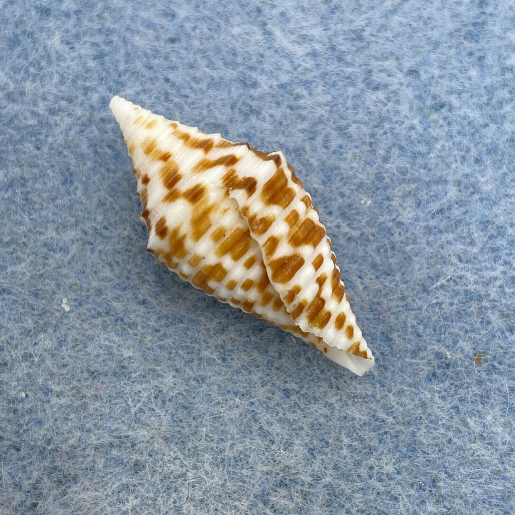 #32 Conus praecellens 24.3mm F+ Philippines