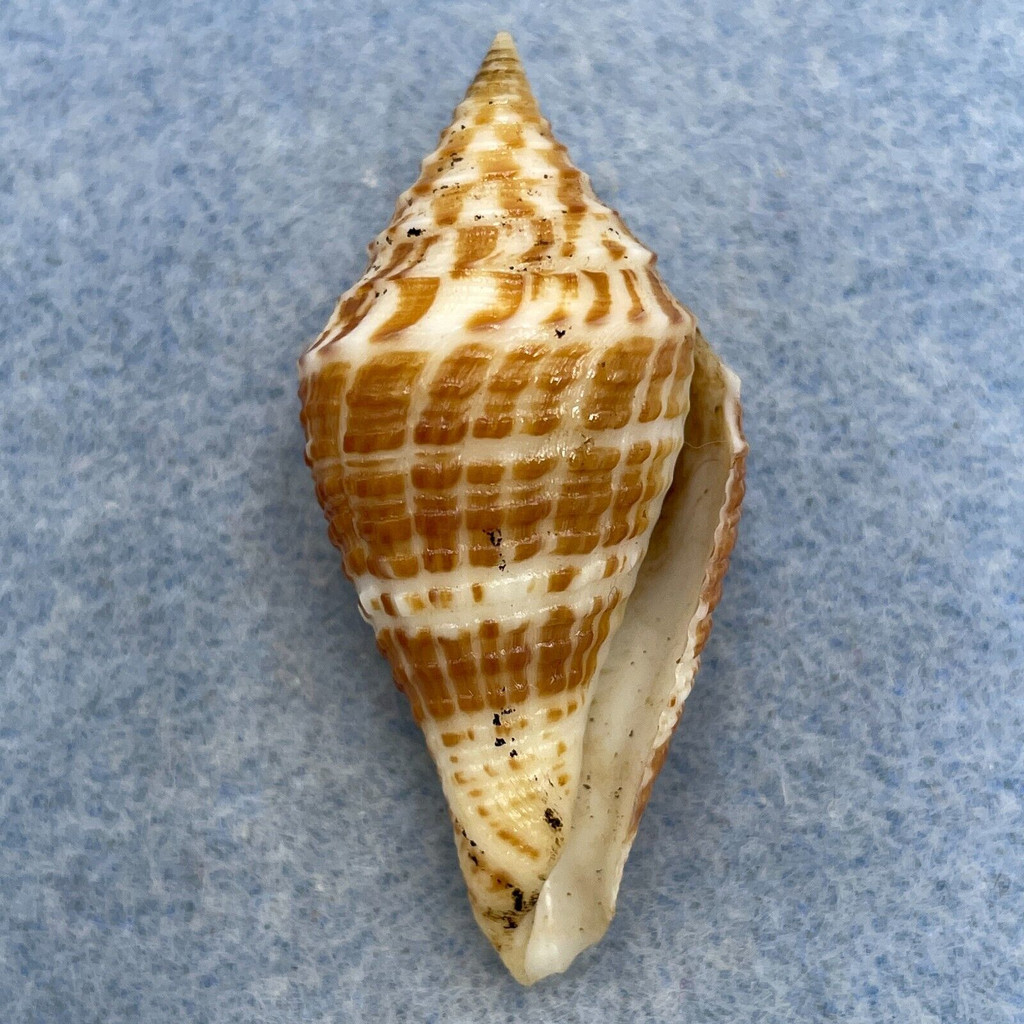 #16 Conus praecellens 43.6mm F+ (Lip Chip) North Luzon, Philippines