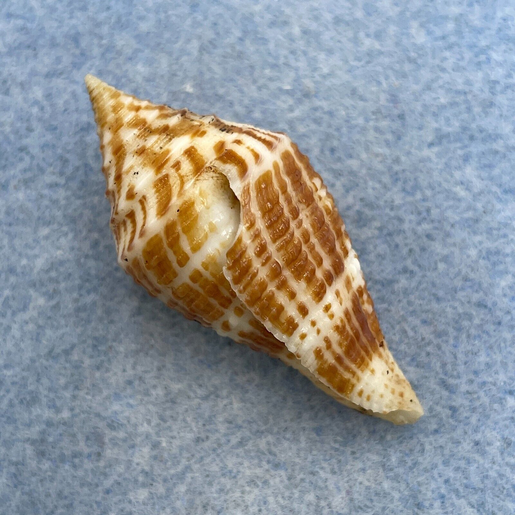 #16 Conus praecellens 43.6mm F+ (Lip Chip) North Luzon, Philippines