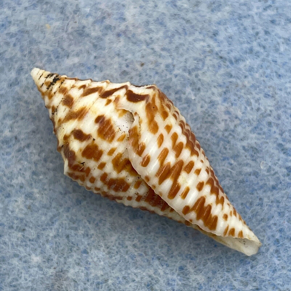 #10 Conus praecellens 30.2mm F++ Trawled, Philippines