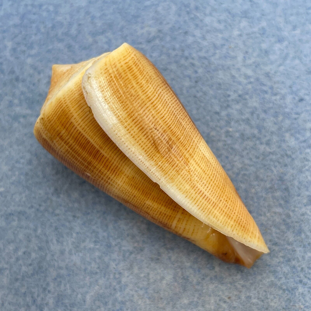 #12 Conus furvus 46.9mm F++ Philippines