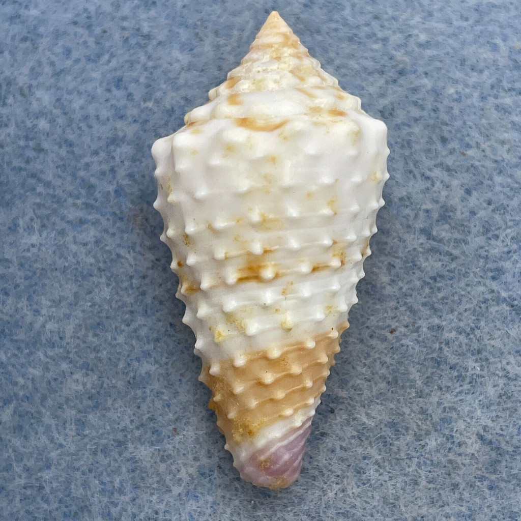 #8 Conus floridulus 33.4mm F++ Philippines