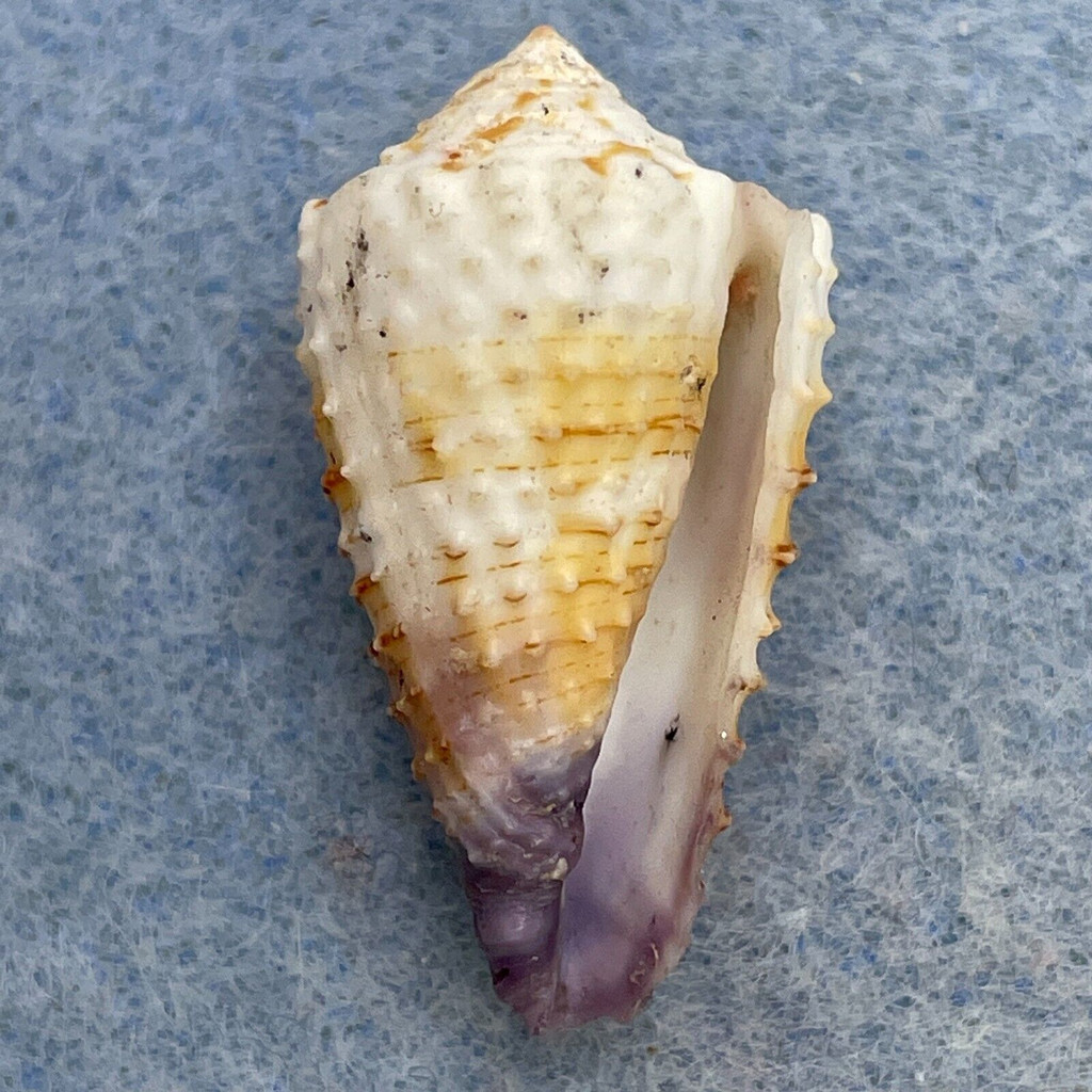 #7 Conus muriculatus 25.7mm F+ Philippines