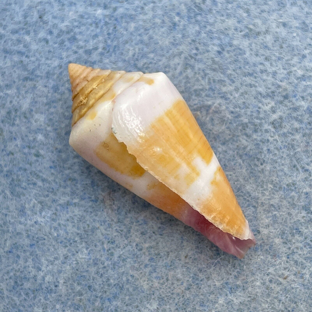 #1 Conus muriculatus 27.5mm F+ Solomon Islands