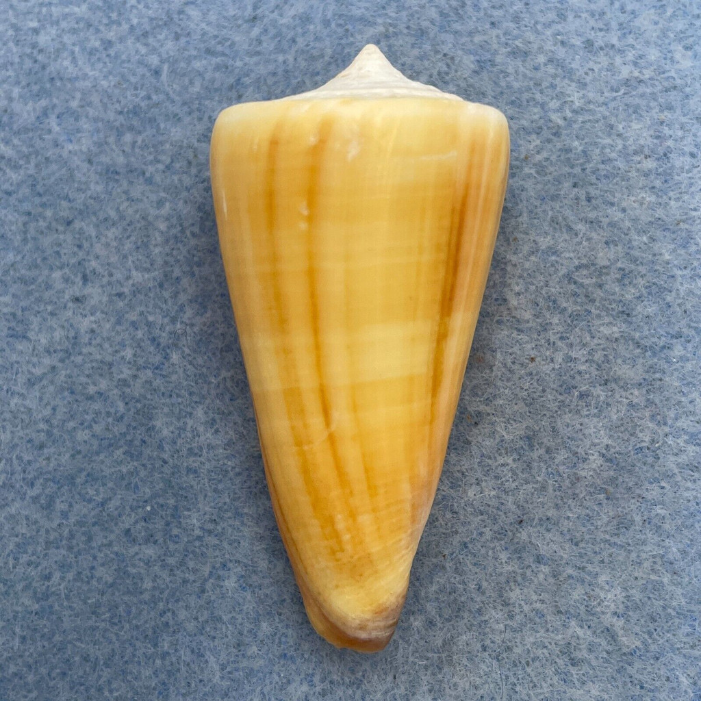 #22 Conus furvus 48.1mm F+ Philippines