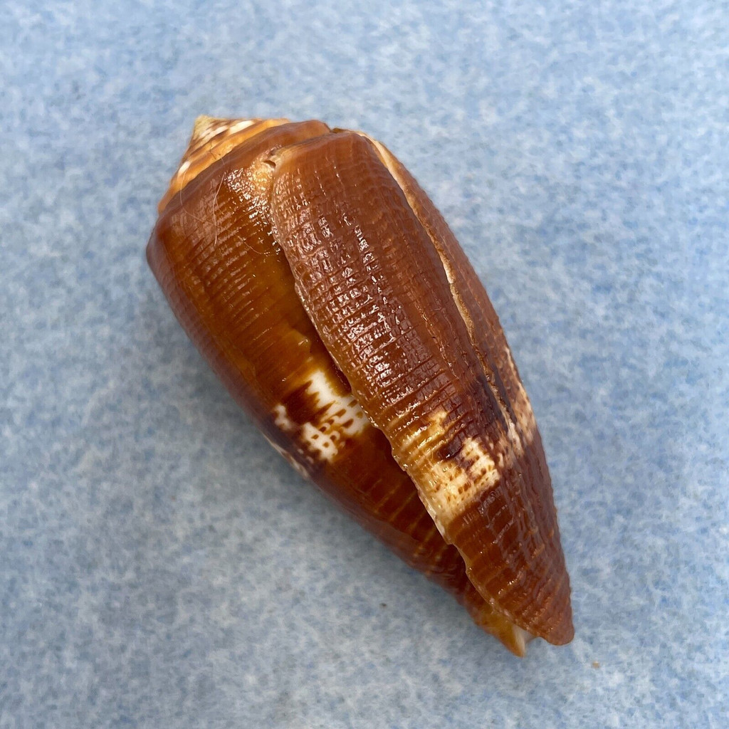 #2 Conus coccineus 50.4mm F+ Northern Samar, Philippines