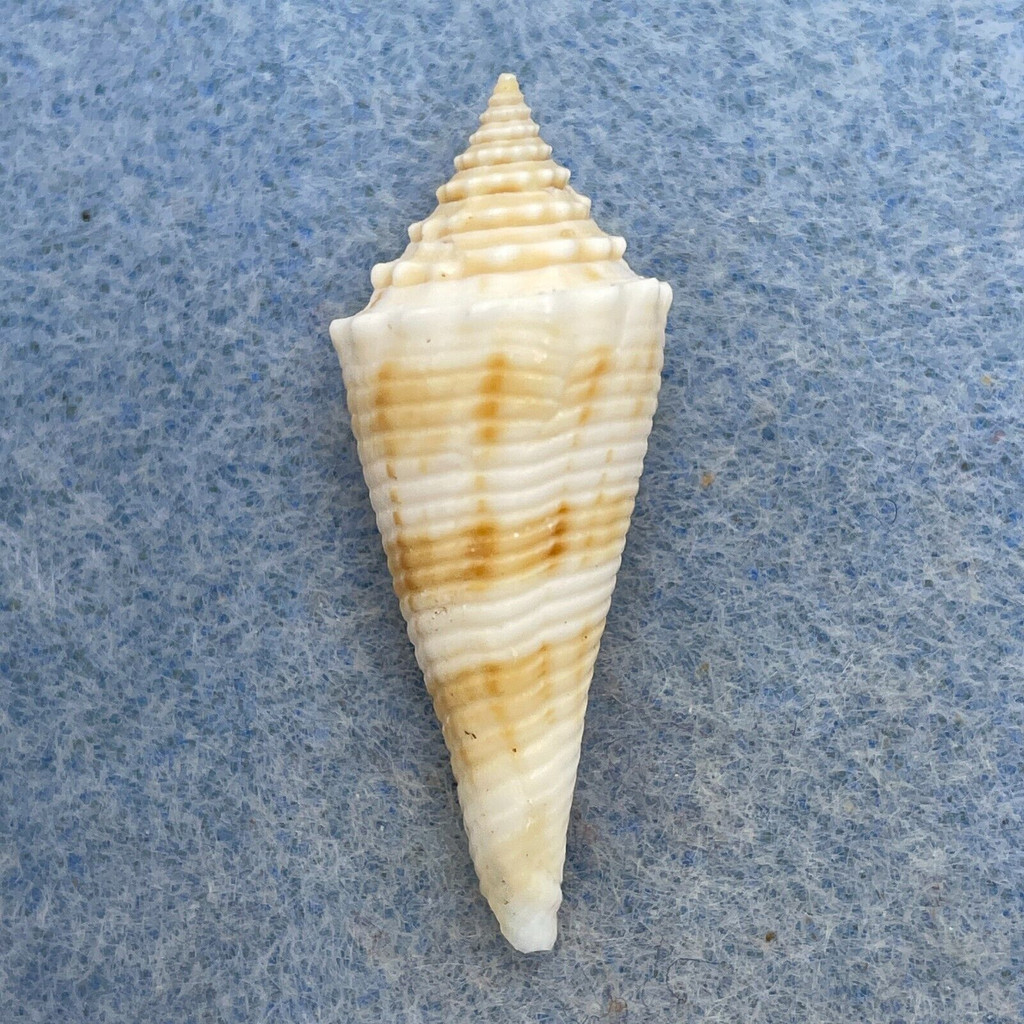 #9 Conus orbignyi 33.6mm F+ Philippines