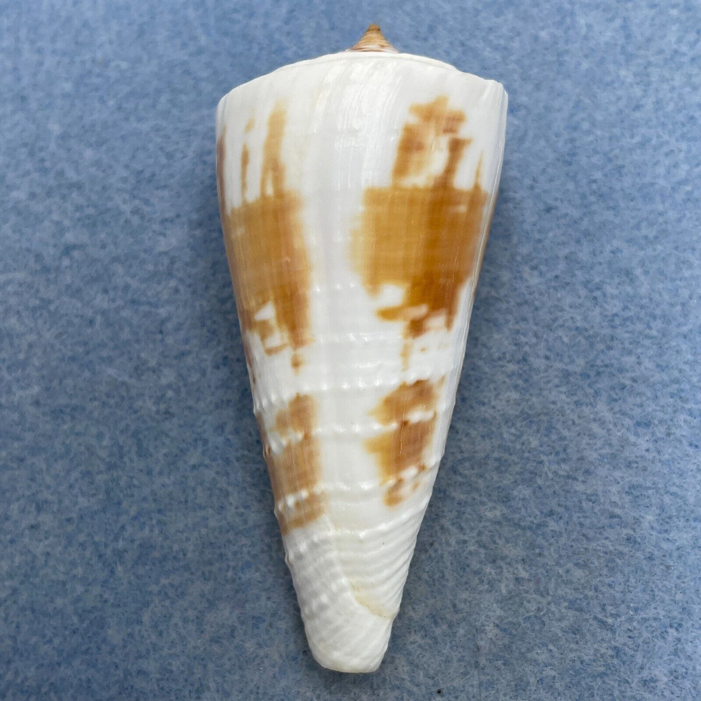 #4 Conus tribblei 61.6mm F+ Tayabas Bay, Quezon, Philippines