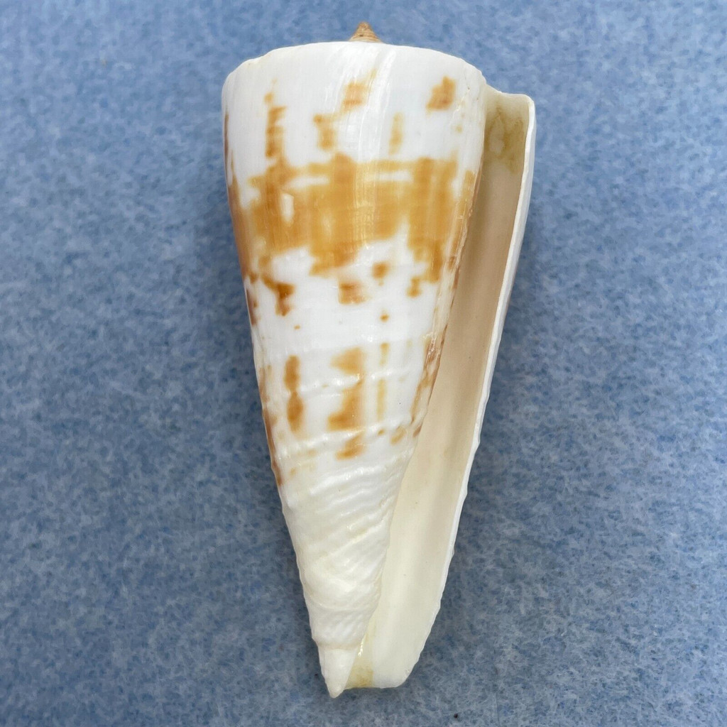 #4 Conus tribblei 61.6mm F+ Tayabas Bay, Quezon, Philippines