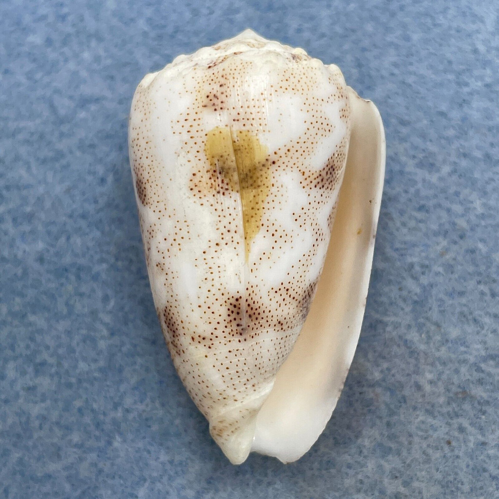 #5 Conus arenatus 39.7mm F++ Trawled, Siguijok Island, Philippines